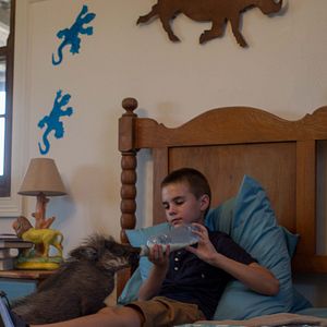 Bilder Mia und der weiße Löwe