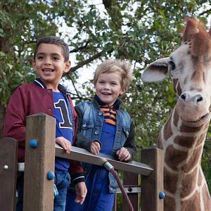 Bilder Mein Freund, die Giraffe