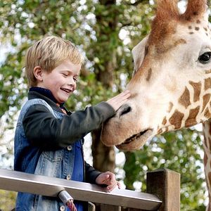 Bilder Mein Freund, die Giraffe