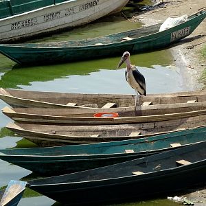 Bilder Anderswo. Allein in Afrika