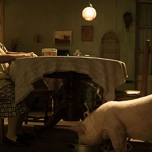 Bilder Cría puercos