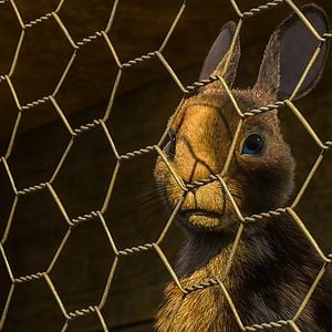 Bilder Watership Down - Unten am Fluss