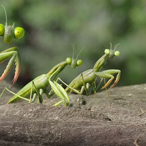 Bilder Die Winzlinge - Abenteuer in der Karibik