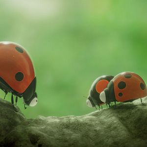 Bilder Die Winzlinge - Abenteuer in der Karibik