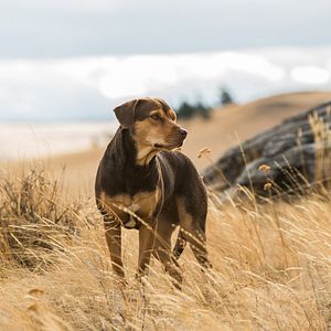 Bilder Die unglaublichen Abenteuer von Bella