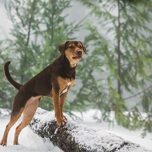 Bilder Die unglaublichen Abenteuer von Bella