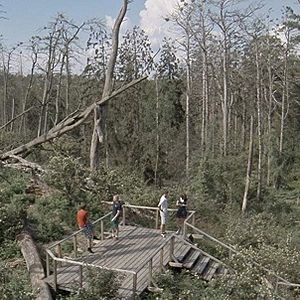 Bilder Rūgštus Miškas