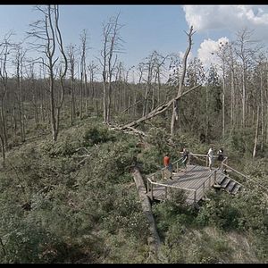 Bilder Rūgštus Miškas