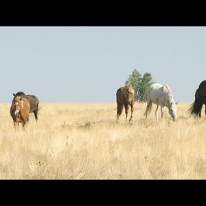 Bilder Immenhof - Das Abenteuer eines Sommers