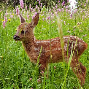 Bilder Die Wiese - Ein Paradies nebenan