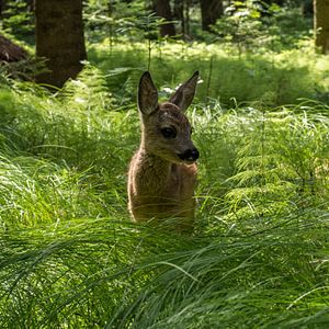 Bilder Die Wiese - Ein Paradies nebenan