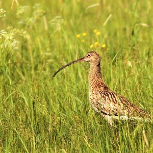 Bilder Die Wiese - Ein Paradies nebenan