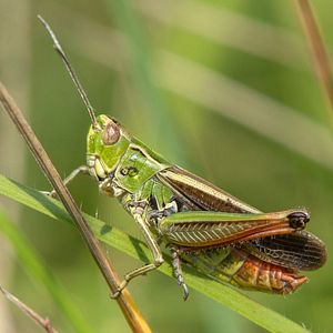 Bilder Die Wiese - Ein Paradies nebenan