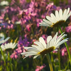 Bilder Die Wiese - Ein Paradies nebenan