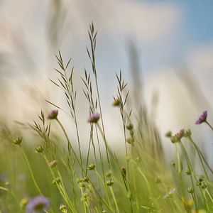 Bilder Die Wiese - Ein Paradies nebenan