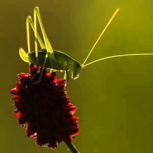 Bilder Die Wiese - Ein Paradies nebenan