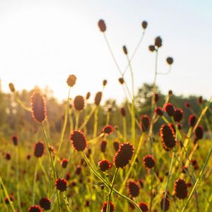 Bilder Die Wiese - Ein Paradies nebenan