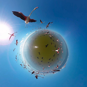 Bilder The Wild Immersion