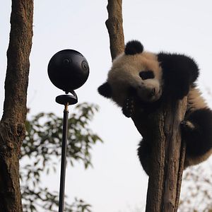 Bilder The Wild Immersion