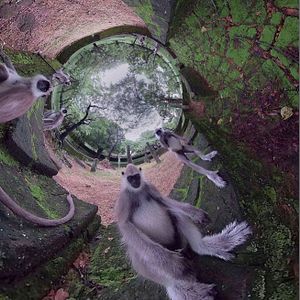 Bilder The Wild Immersion