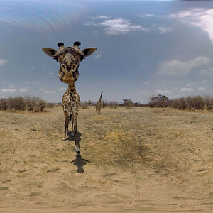 Bilder The Wild Immersion