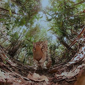 Bilder The Wild Immersion