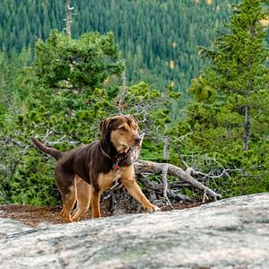 Bilder Die unglaublichen Abenteuer von Bella