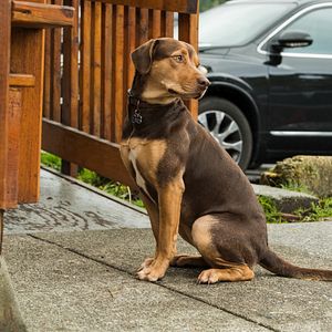 Bilder Die unglaublichen Abenteuer von Bella