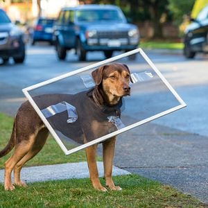 Bilder Die unglaublichen Abenteuer von Bella