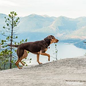 Bilder Die unglaublichen Abenteuer von Bella