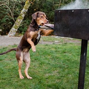 Bilder Die unglaublichen Abenteuer von Bella