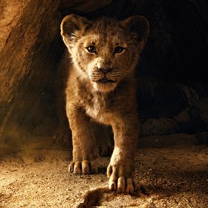 Bilder Der König der Löwen