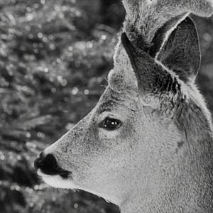 Bilder Das große Abenteuer