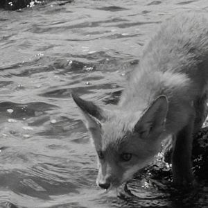 Bilder Das große Abenteuer