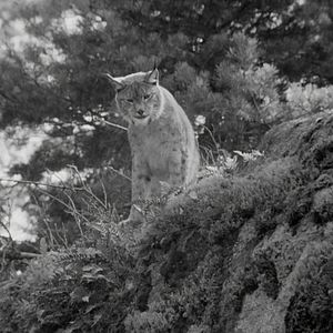 Bilder Das große Abenteuer