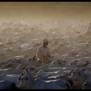 Bilder Die grüne Lüge