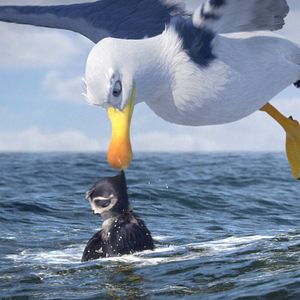 Bilder Manou – flieg‘ flink!