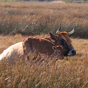 Bilder Un lien qui nous élève