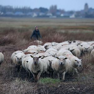 Bilder Jeune bergère