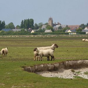 Bilder Jeune bergère