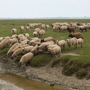 Bilder Jeune bergère