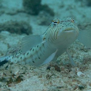 Bilder Veilleurs du Lagon