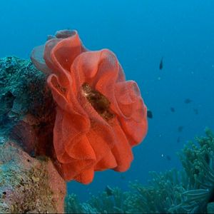 Bilder Veilleurs du Lagon