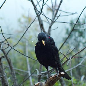 Bilder Une rose ouverte / Warda