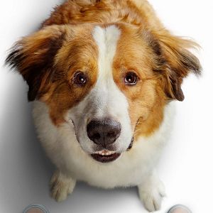 Bilder Bailey - Ein Hund kehrt zurück