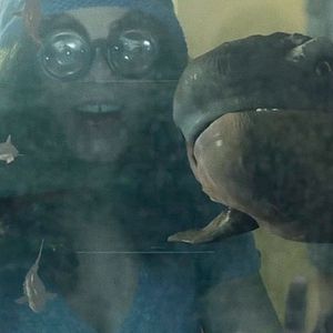 Bilder Piranha Sharks