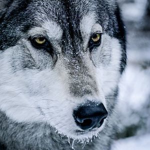 Bilder This Mountain Life - Die Magie der Berge