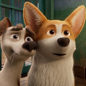 Bilder Royal Corgi - Der Liebling der Queen