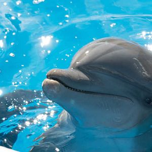 Bilder Bernie, der Delfin