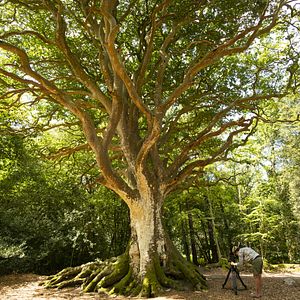 Bilder Les Arbres Remarquables, Un Patrimoine À Protéger